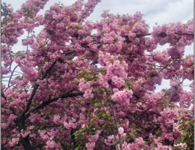 COURTESY OF AMELIA ISAACS
In her first year of high school, Isaacs went on an exchange trip to Washington, D.C.