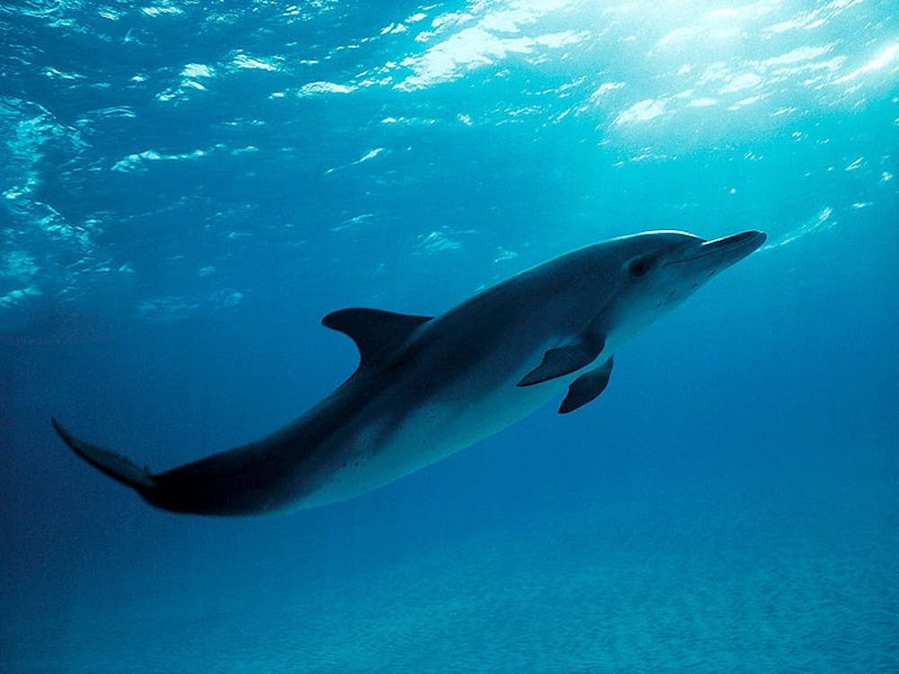 SHEILAPIC/cc-by-2.0
Proteins found in the bottlenose dolphin genome can improve the human genome database.