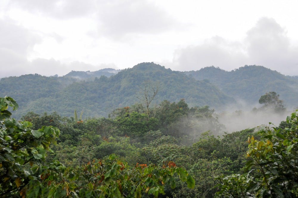 John Leszczynski/ CC BY-SA 2.0
Deforestation in cloud forests may be forcing birds to live at higher altitudes.