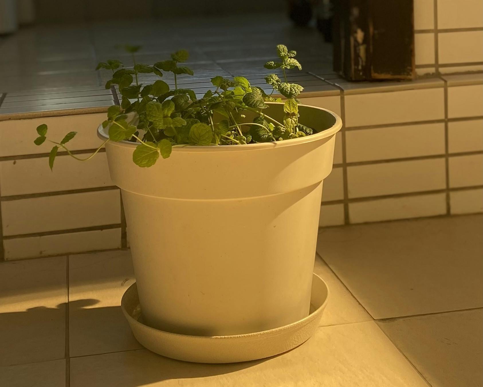 COURTESY OF KAITLIN TAN
Tan realizes the significance of slowing down in life.