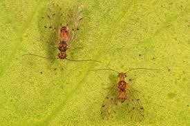 PUBLIC DOMAIN 
Barklice is one of the species in which females can possess male sex organs.