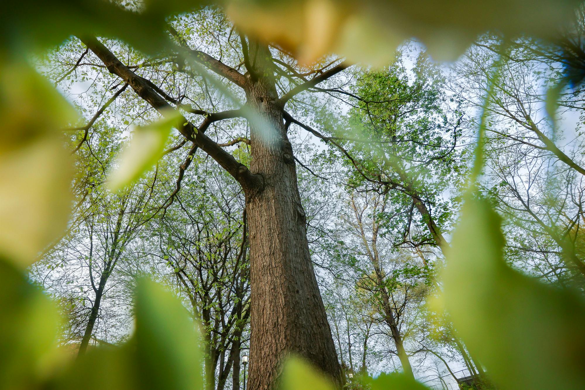 In celebration of this year’s Earth Day, Photo Editor Steven Simpson photographs the natural wonders of the world around campus, as the images highlight the importance of working toward a greener tomorrow.&nbsp;