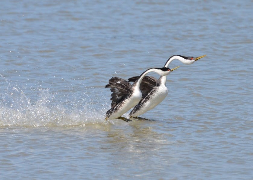 WAYNE WATSON, USFWS / CC By 2.0
Two western Grebe birds appear to walk on water as they take part in a mating ritual.