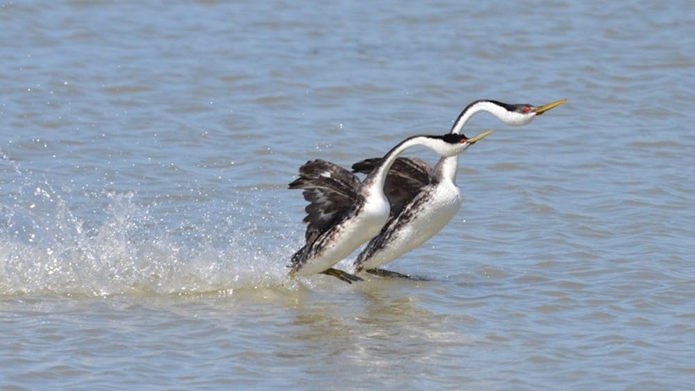 WAYNE WATSON, USFWS / CC By 2.0
Two western Grebe birds appear to walk on water as they take part in a mating ritual.
