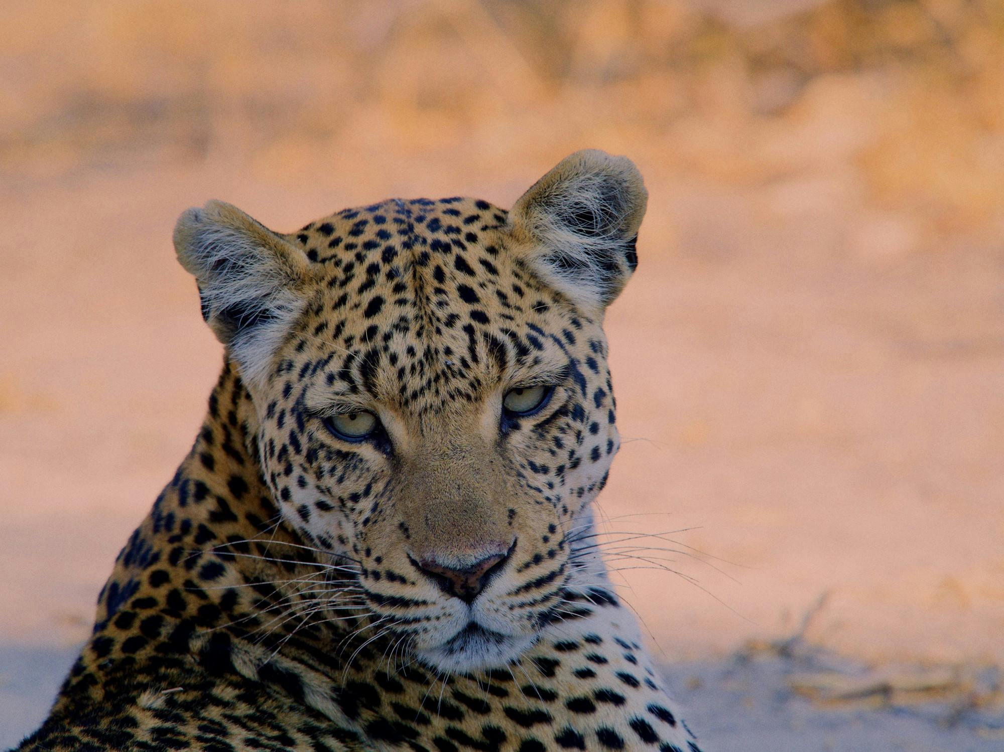 COURTESY OF ADDY PERLMAN