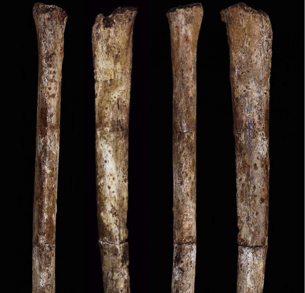 LEE ROGER BERNER RESEARCH TEAM/ CC-BY-4.0
Researchers discovered bones from a human ancestor in South Africa.