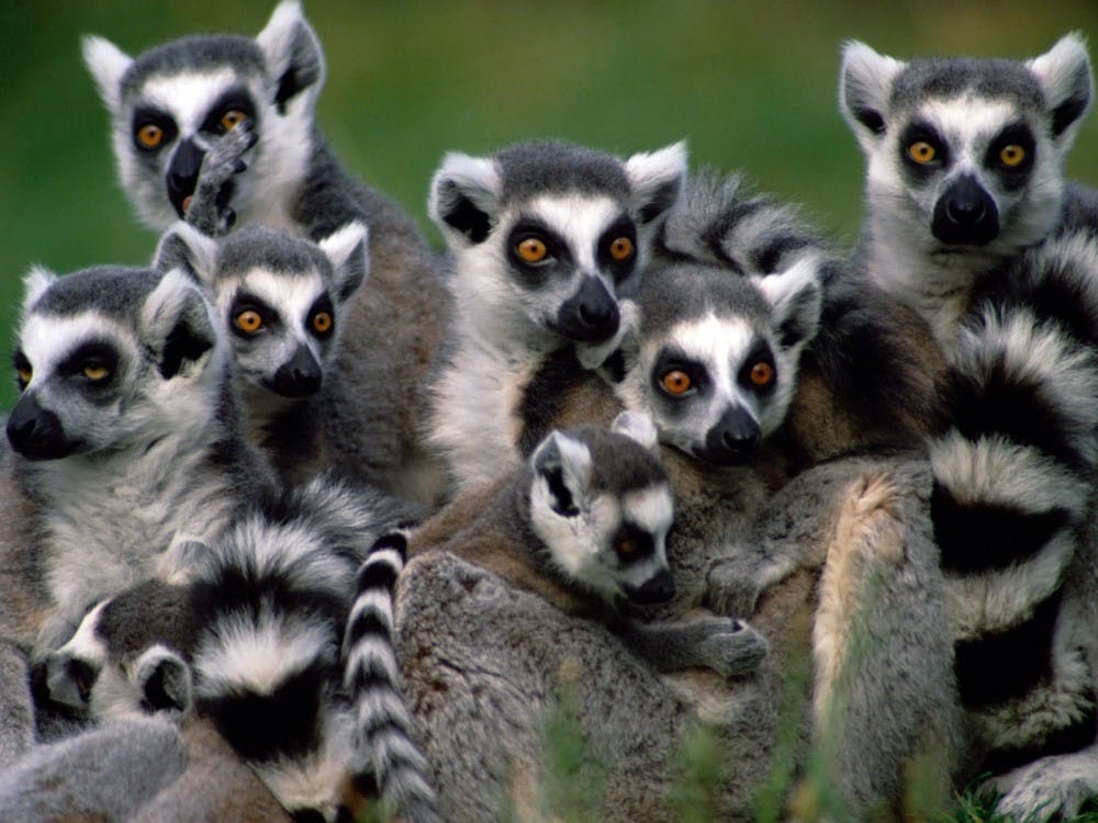 COURTESY OF  WWW.HOMESTEAD.COM
Though solitary animals, lemurs use paternal voice recognition to maintain genetic diversity.