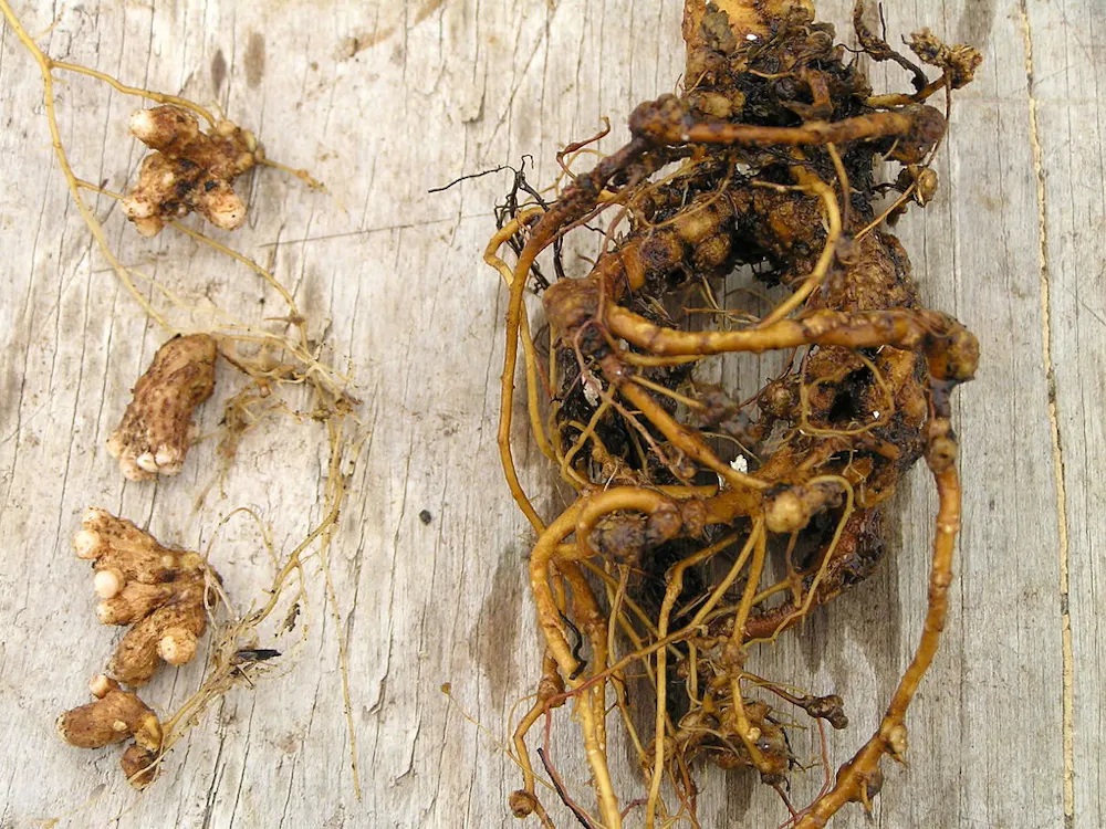 SCOT NELSON / CC0 1.0 DEED
Alex Dong reflects on his experience as an undergraduate researcher studying Bradyrhizobium Diazoefficiens, a bacteria that is important for nitrogen fixation in legume plants. 