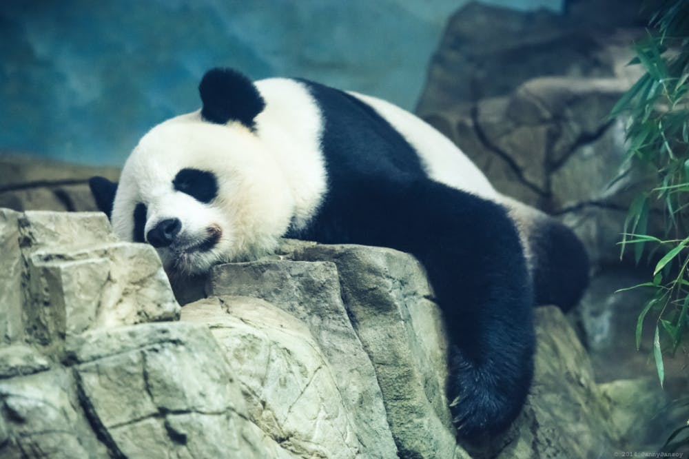  DAN G/ CC BY 2.0
This giant panda has the right idea: We should all be taking naps.