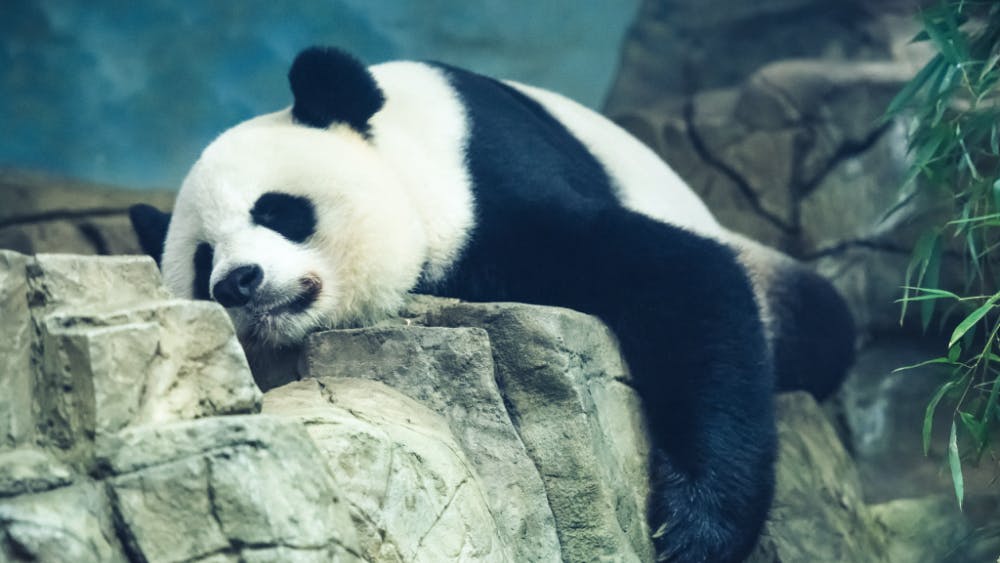  DAN G/ CC BY 2.0
This giant panda has the right idea: We should all be taking naps.