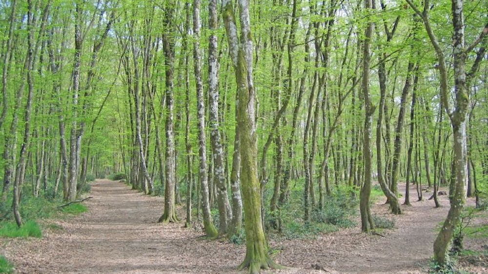 SIMONSTERG/CC BY-SA 2.0
One of Li's favorite poems as a child was "The Road Not Taken."