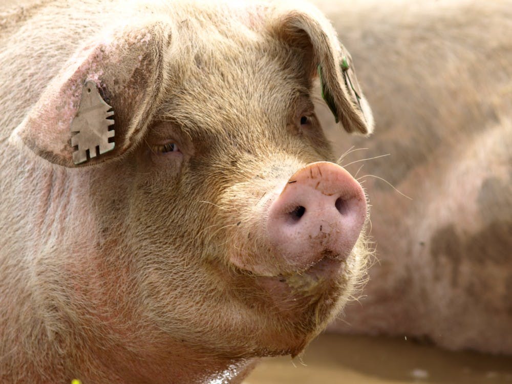 LIQUID EMULSION/ CC BY-NC-ND 2.0
Pigasus was presidential nominee of the Youth International Party 