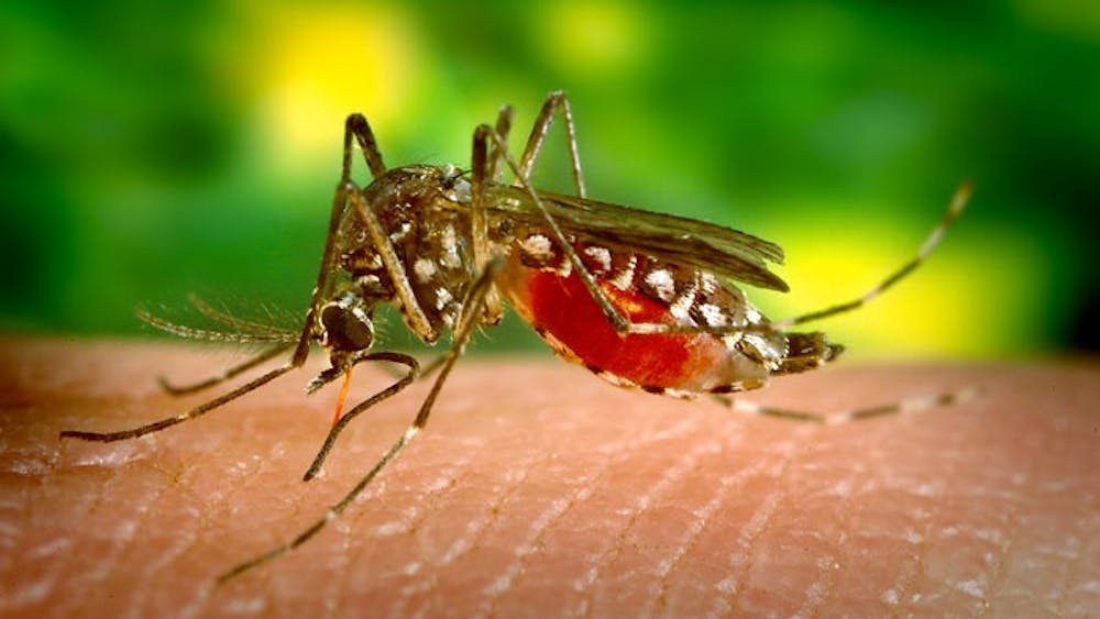 PUBLIC DOMAIN
The Aedes aeqypti species transmits a variety of diseases including Zika.