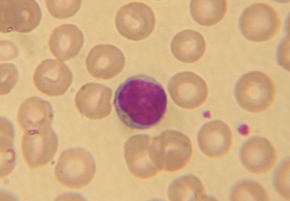 B9_Lymphocyte