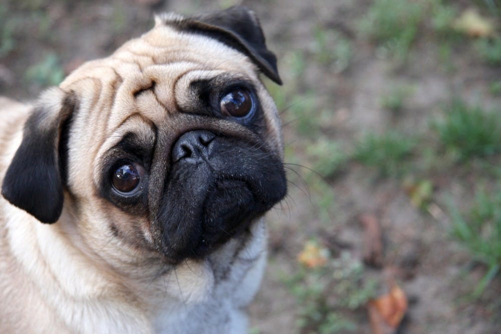 DODOSD/CC BY-SA 3.0
Research shows puppy dog eyes aren’t an attempt at getting food, toys or attention.