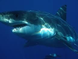 &nbsp;PUBLIC DOMAIN
The likelihood of being fatally atacked by a shark is 1 in 3,700,000.