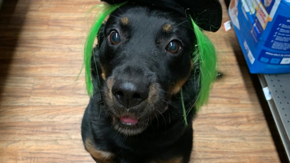 COURTESY OF GABI SWISTARA
Maggie, Swistara’s own rescue dog of seven years, is getting her Halloween costume.