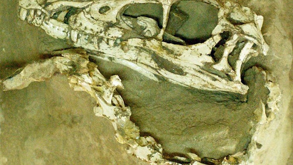 Thomas Vandenberghe/cc-by-sa-2.0
Researchers have identified a fossil dug up in 2004 as a piece of dinosaur brain tissue.