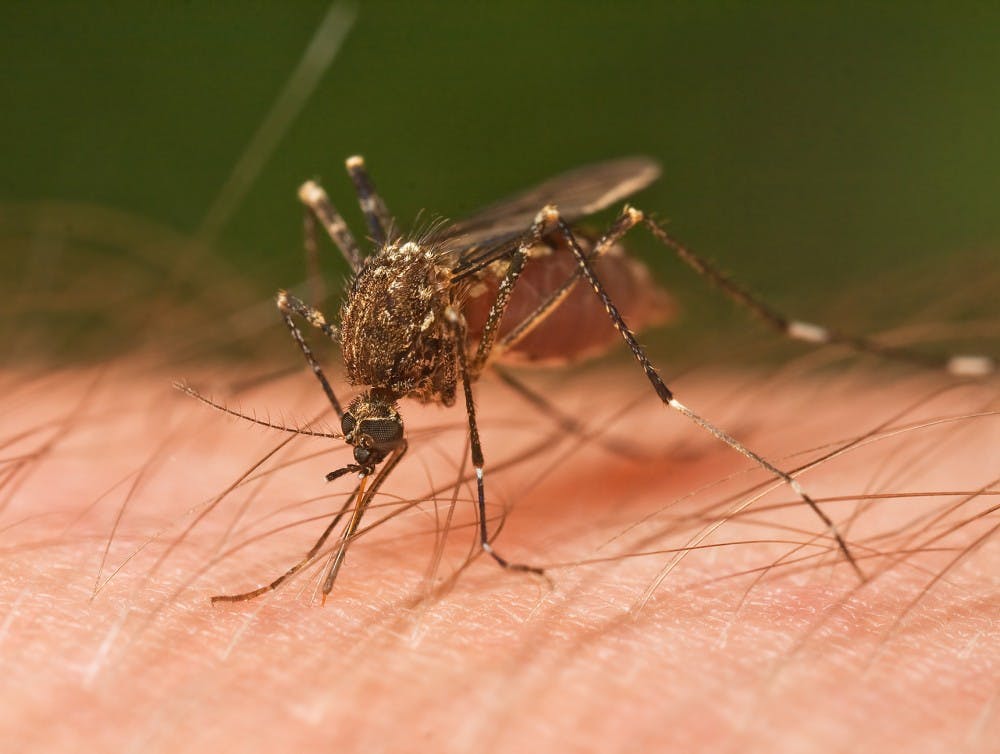 giant microbes mosquito