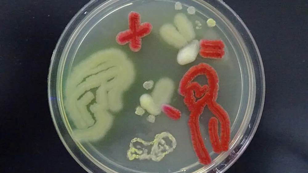 COURTESY OF AJAY KUMAR CHAURASIYA / CREATIVE COMMONS
A PhD student William Brakewood is undertaking a new venture: the creation of the start-up Microbiome Foundries.