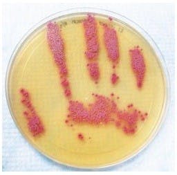 Headliners Yellowcard played Rams Head June 20.