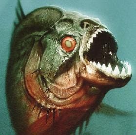 COURTESY OF WWW.TVTROPES.ORG
Piranhas have gained a deadly reputation through their representation in the media.