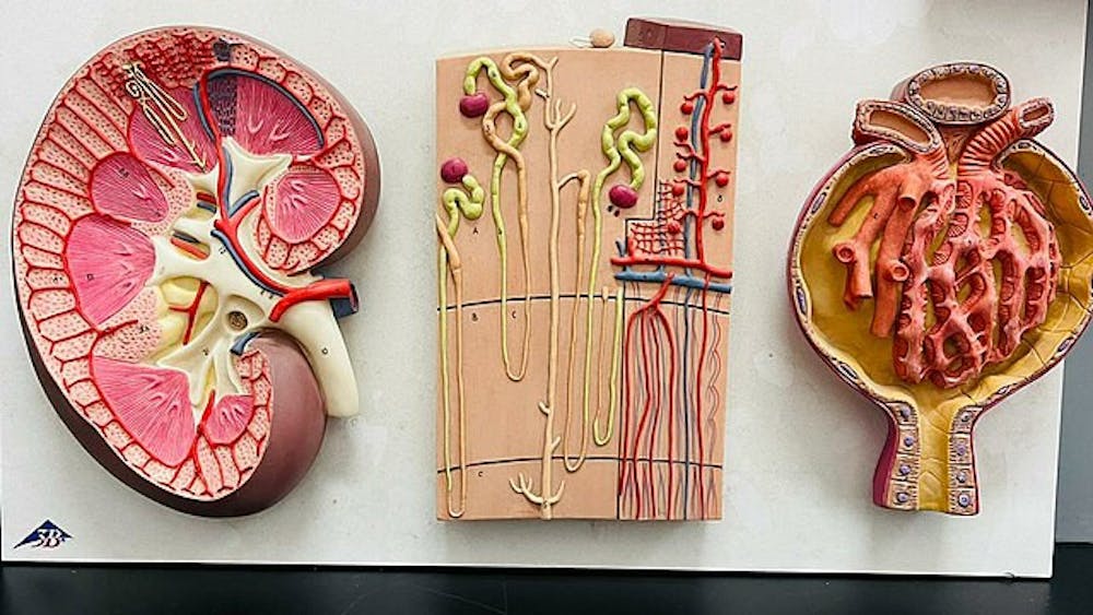 kidney-anatomy-model