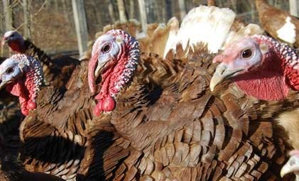 COURTESY OF WWW.MASS.GOV
Turkey meat doesn’t induce drowsiness as the common misconception would suggest. Instead, it’s all the carbs!