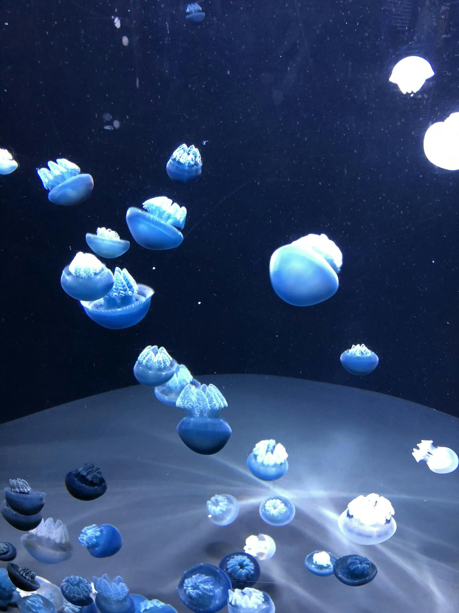 NEHA SANGANA/PHOTOGRAPHY EDITOR