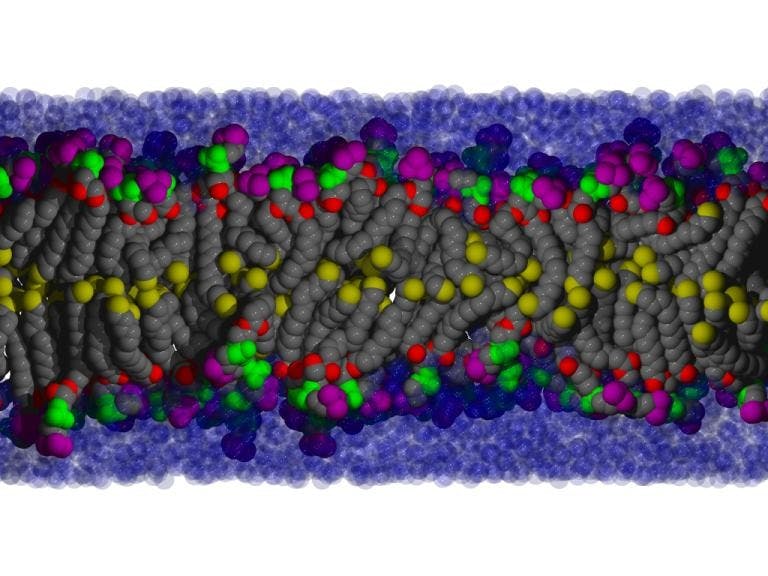 COURTESY OF WWW.NIH.GOV
The cell membrane actively contributes to binding events of rhomboid proteases.