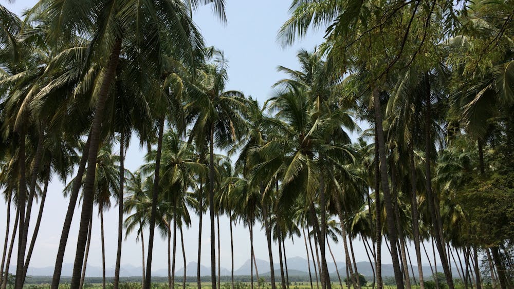 SnapMeUp / CC BY-SA
The lush landscapes in A Suitable Boy offer an authentic depiction of India in the 1950s.