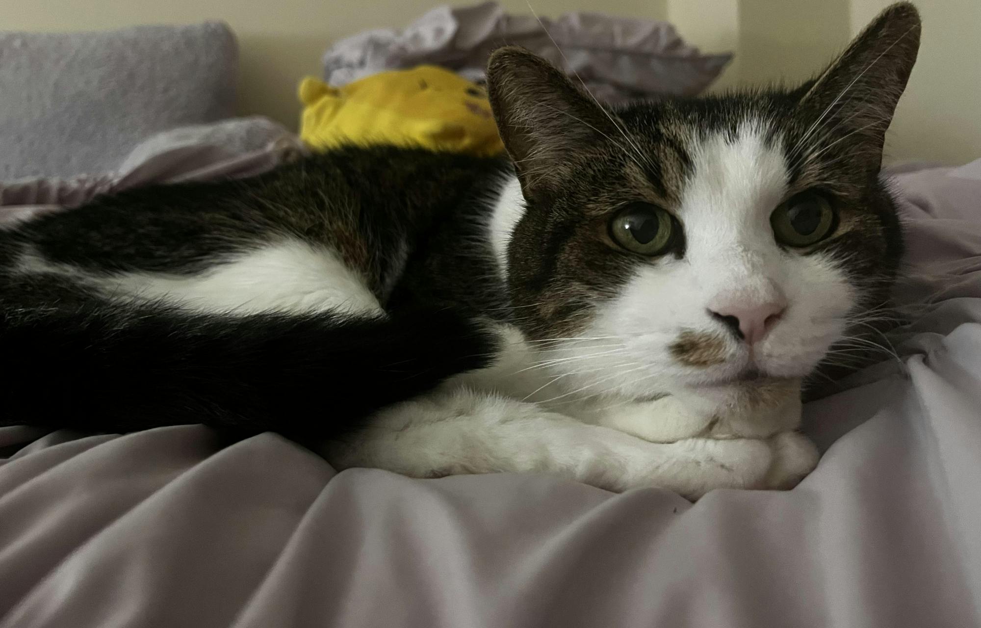 COURTESY OF MADELYN KYE
Despite a shaky start to their friendship, Kye and her foster cat, Tippy, have grown close.