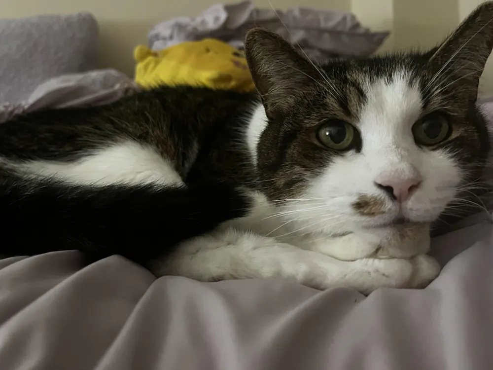 COURTESY OF MADELYN KYE
Despite a shaky start to their friendship, Kye and her foster cat, Tippy, have grown close.