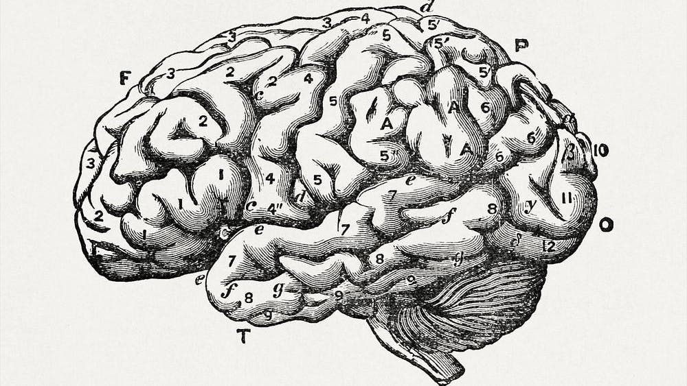 COURTESY OF JOEL BLACKSTOCK / CC0 1.0 UNIVERSAL
On Tuesday, Sept. 30th, Professor Hey-Kyoung Lee from the Department of Neuroscience presented her research as for the Ru Chih Huang Department of Biology Colloquium Series. 