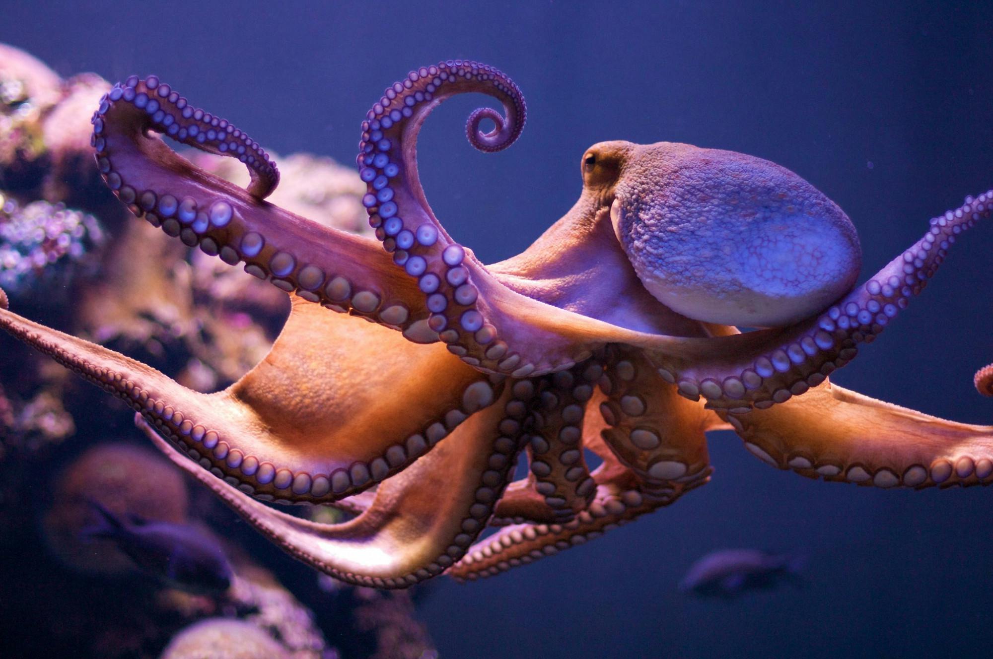 MORTEN BREKKEVOLD / CC BY-NC-SA 2.0
Among other science news, a study published in Nature last week showed that octopuses have taste receptors on their tentacles.&nbsp;