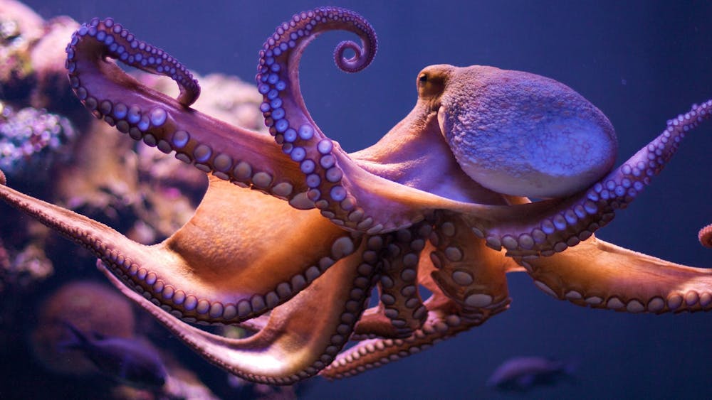 MORTEN BREKKEVOLD / CC BY-NC-SA 2.0
Among other science news, a study published in Nature last week showed that octopuses have taste receptors on their tentacles. 