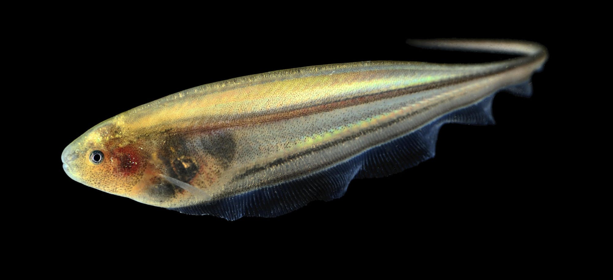 COURTESY OF DEBOJYOTI BISWAS
A team of Hopkins researchers discovered mode-switching while studying weakly electric glass knifefish.