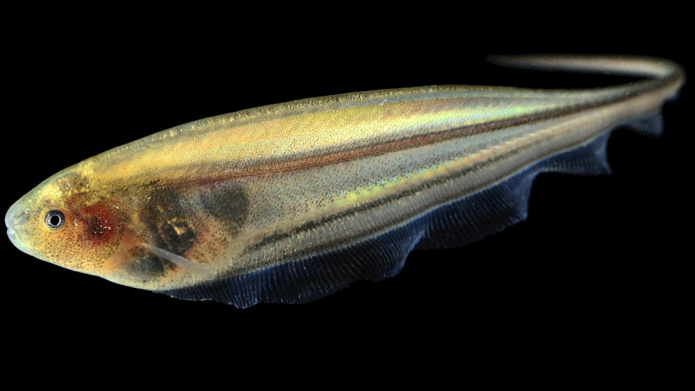 COURTESY OF DEBOJYOTI BISWAS
A team of Hopkins researchers discovered mode-switching while studying weakly electric glass knifefish.