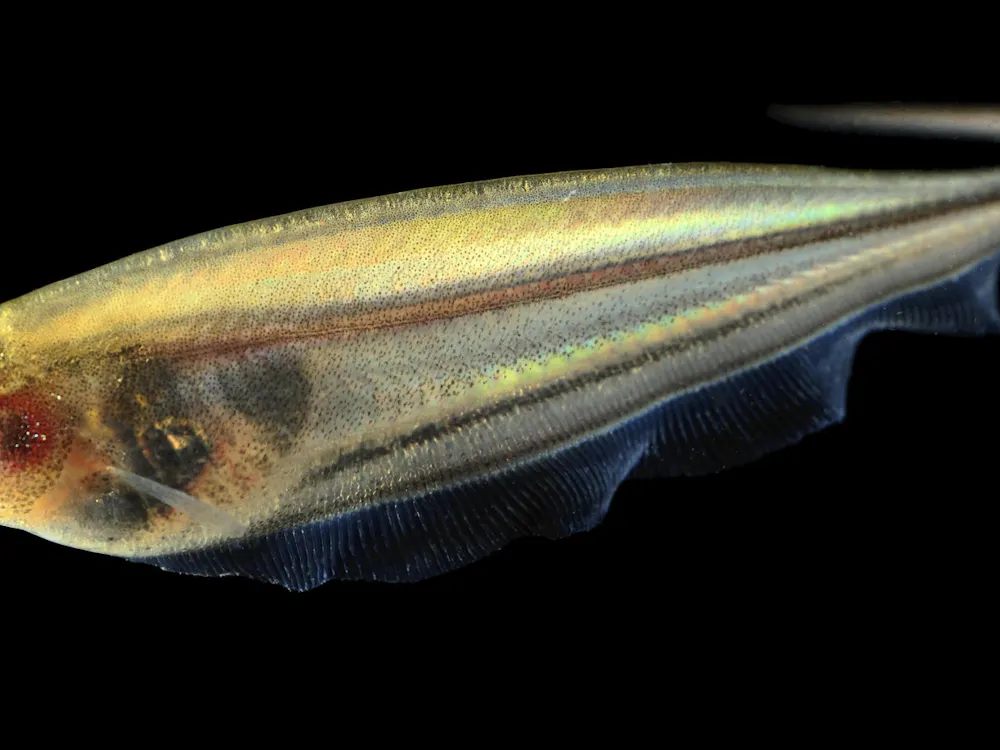 COURTESY OF DEBOJYOTI BISWAS
A team of Hopkins researchers discovered mode-switching while studying weakly electric glass knifefish.