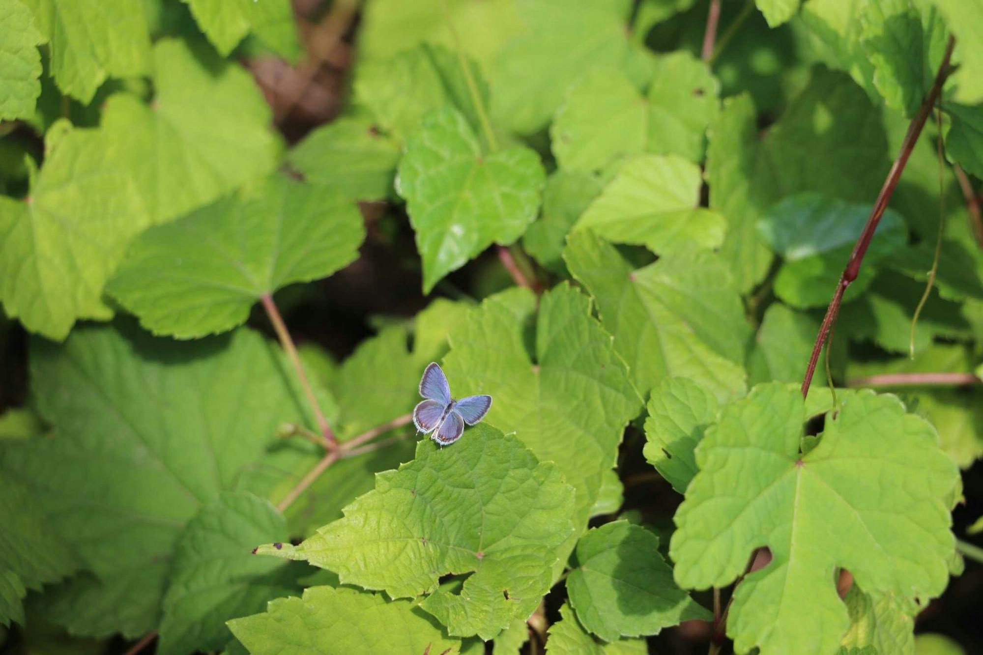 COURTESY OF DIVYA KUMAR
Among other things, Malcom has found joy in frequent walks on the Stony Run Trail.
