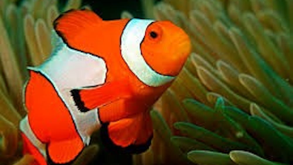 PUBLIC DOMAIN
Researchers found that certain species of fish can recognize themselves in mirror images.