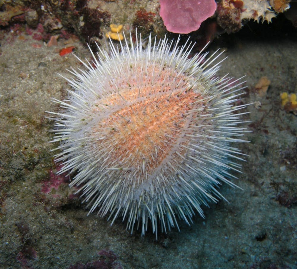Marco busdraghi/CC-BY-3.0
Scientists across the world are investigating how sea urchins could be used to replace human bone. 