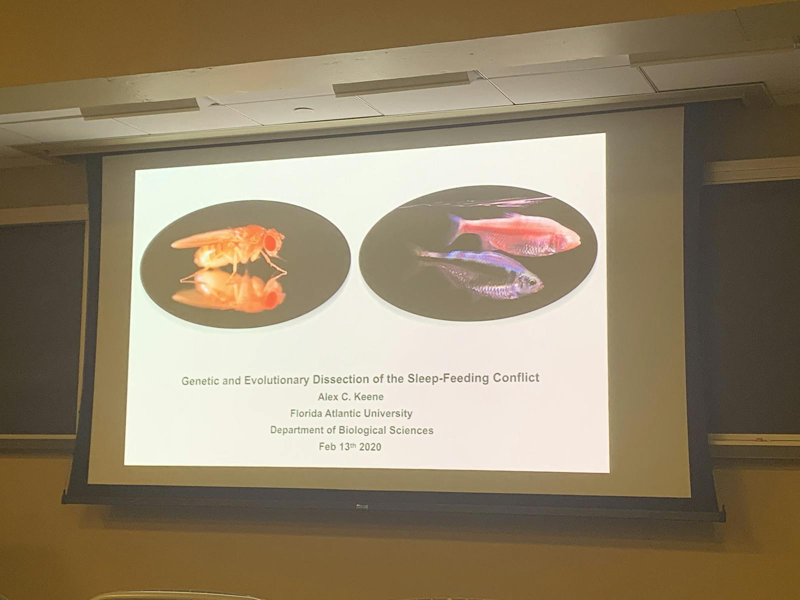 COURTESY OF WILLIAM BLAIR
Ale Keene of Florida Atlantic University discussed sleep-metabolism in flies.