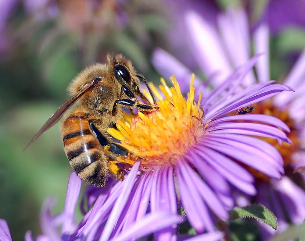 PUBLIC DOMAIN
The rapidly declining bee population raises agricultural concerns.  