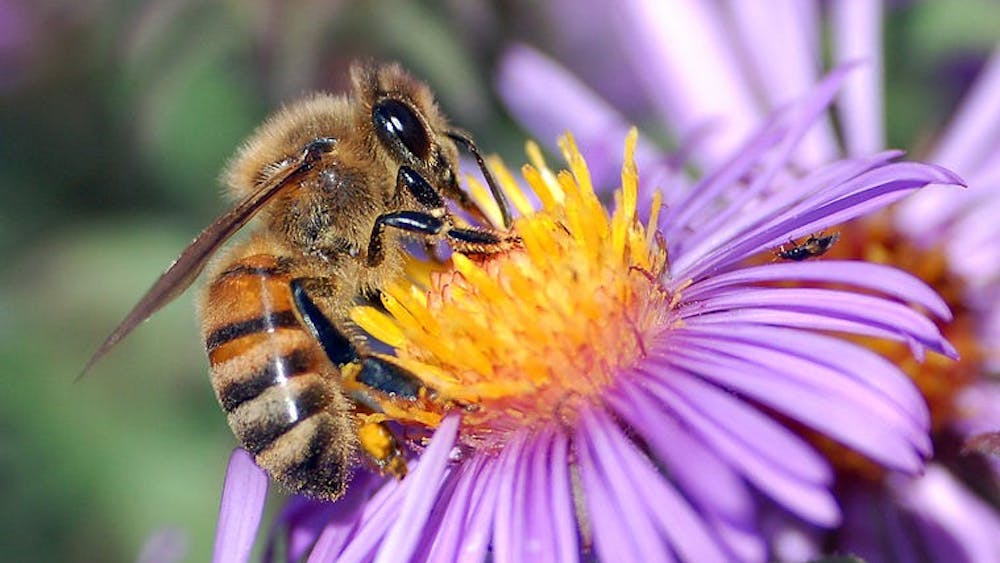 PUBLIC DOMAIN
The rapidly declining bee population raises agricultural concerns.