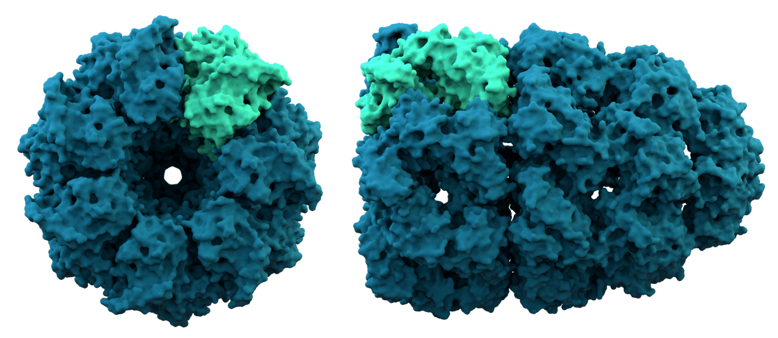 THOMAS SPLETTSTOESSER / CC BY-3.0 NA
Shan’s talk focused on the molecular mechanisms cells employ to selectively create different proteins out of the biochemical goop found in cells.