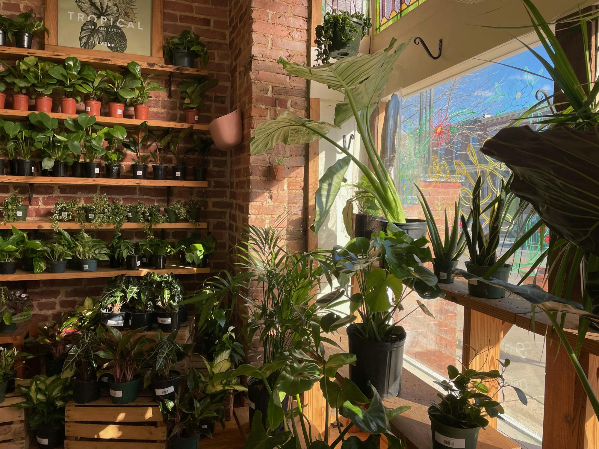 COURTESY OF GRACE YANG AND LINDA FAN
B.Willow provides a diverse array of plants to help you spruce up your dorm room.