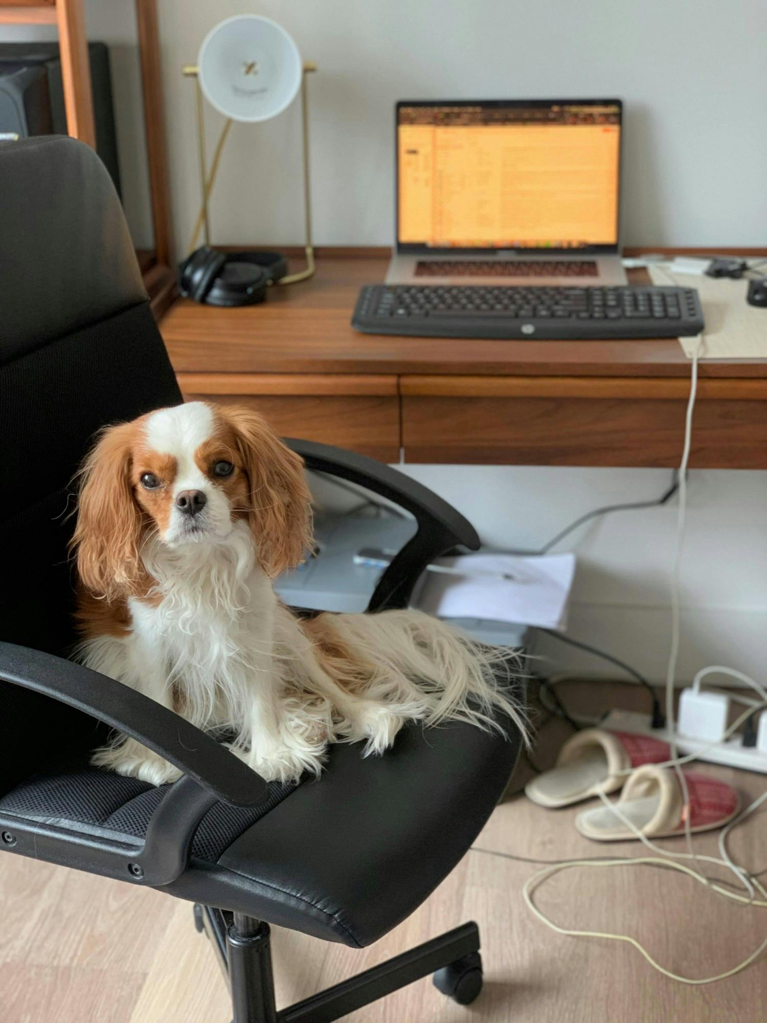 COURTESY OF MANAVI MONGIA
Mongia's sister is grateful that she has her fiancé and their dog Ringo to keep her company.