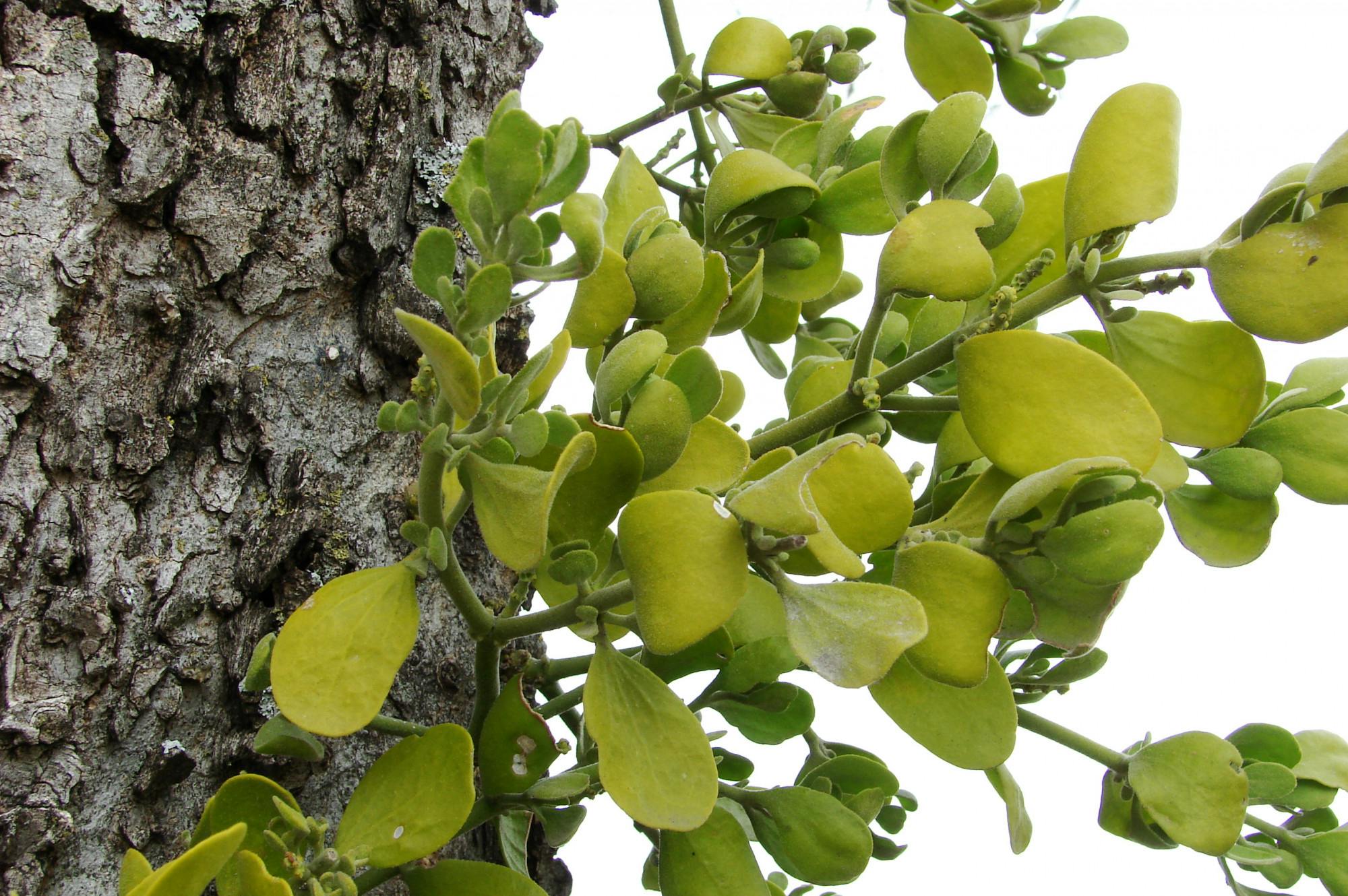 DAVID R. TRIBBLE / CC BY-SA 3.0
Researchers at the Sidney Kimmel Comprehensive Cancer Center recently published a phase I trial on the impacts of mistletoe extract in cancer treatment.