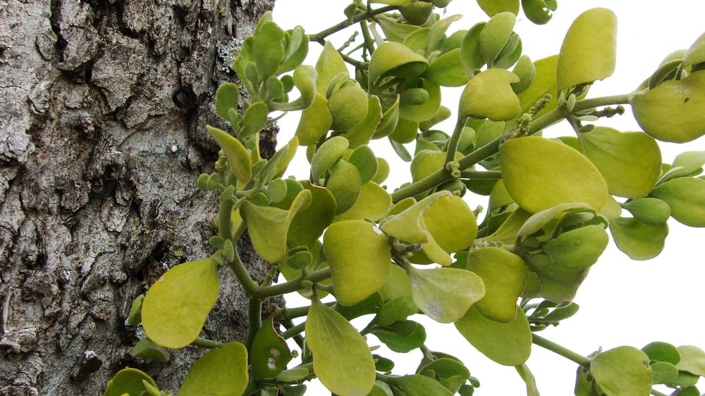 DAVID R. TRIBBLE / CC BY-SA 3.0
Researchers at the Sidney Kimmel Comprehensive Cancer Center recently published a phase I trial on the impacts of mistletoe extract in cancer treatment.
